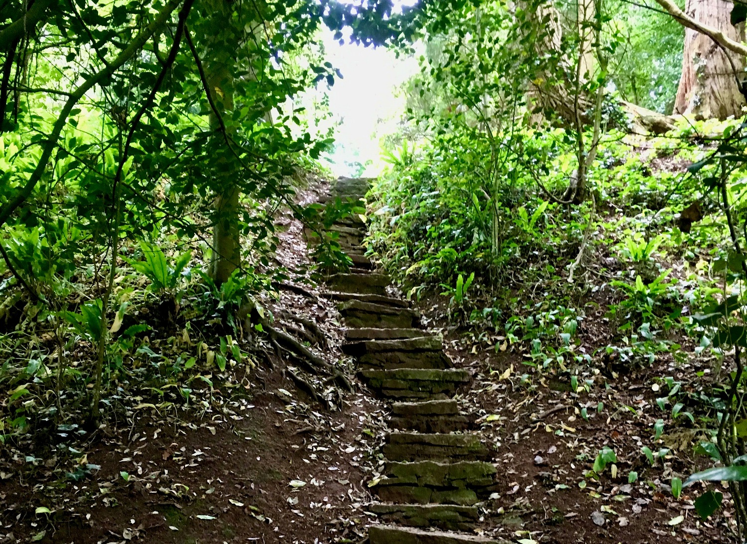 Woodland steps leading you through bereavement - Crossing the Threshold Celebrant Wells and Mendips